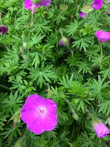 Garden plant leaf