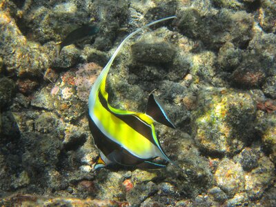 Snorkeling underwater tropical photo