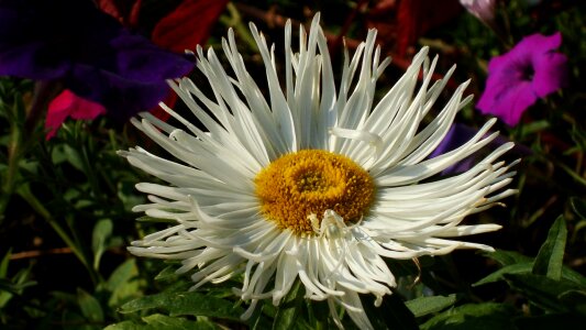 Istra flower flower bed