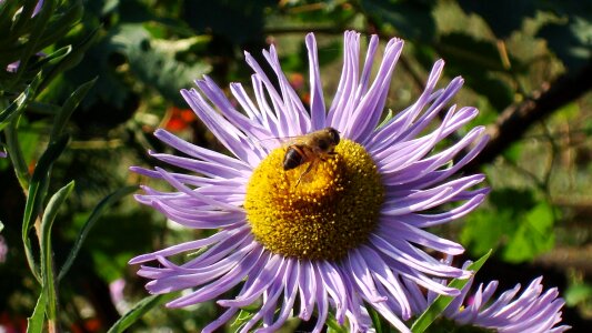 Bee bjola flower bed