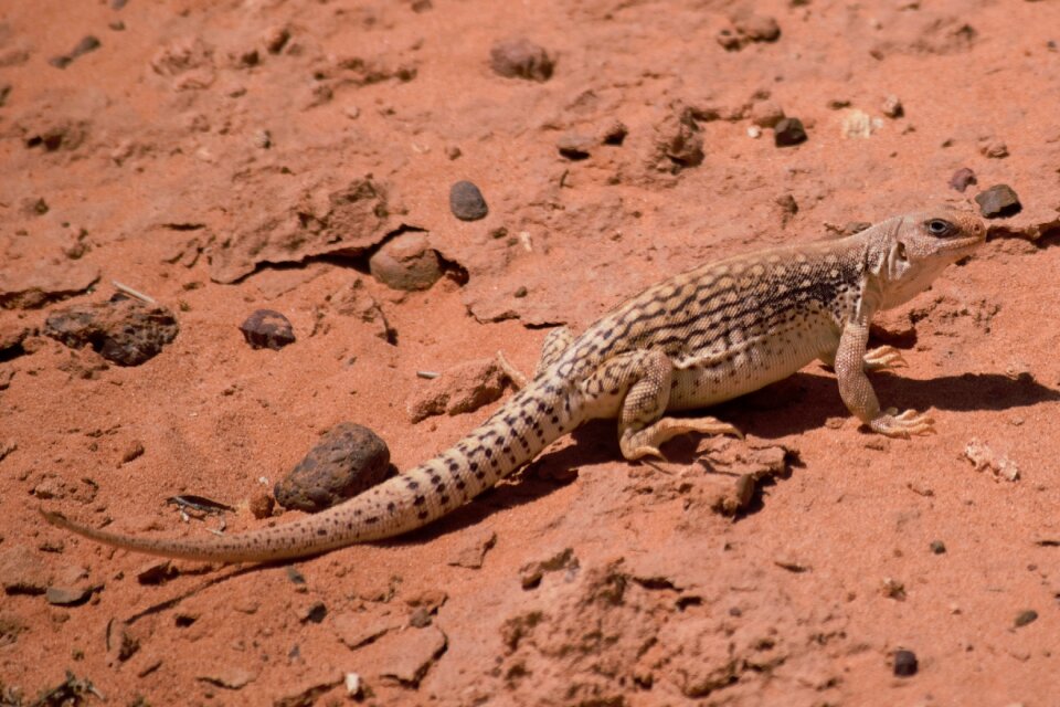 Reptile lizard reptilian