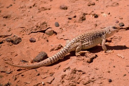 Reptile lizard reptilian
