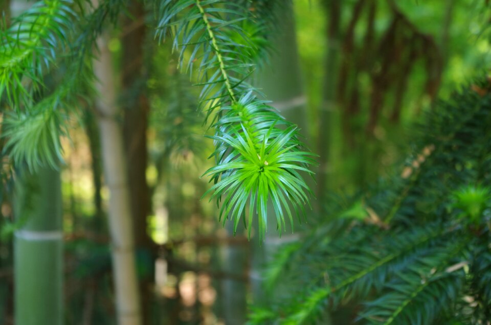 Plant loose leaf green