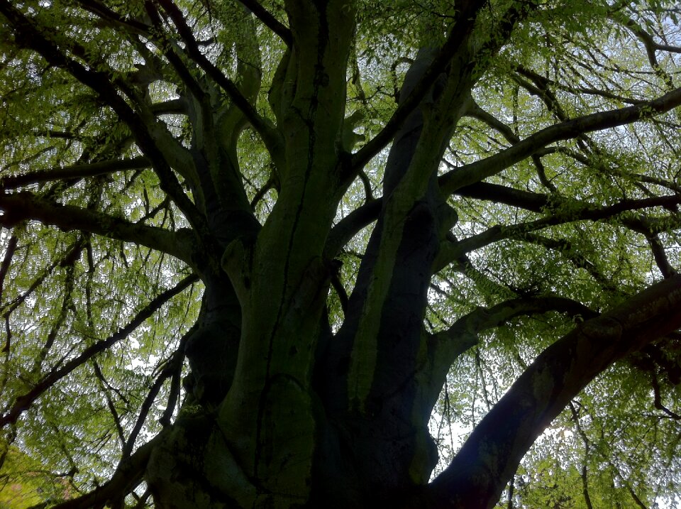 Forest old tree wood