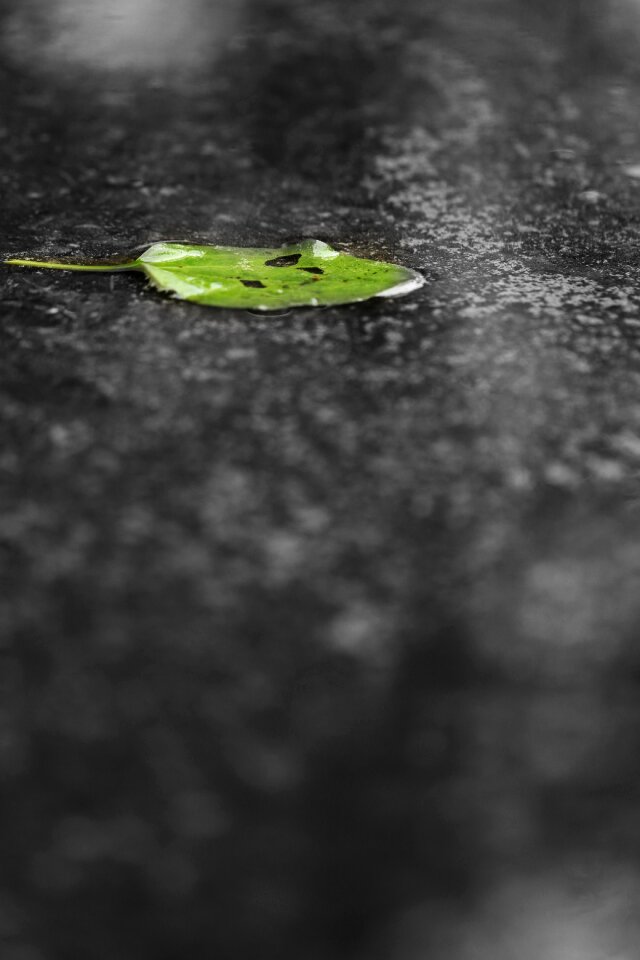 Water green leaves spring