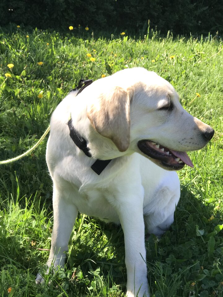 Summer golden retriever dog
