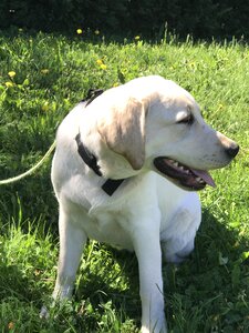 Summer golden retriever dog photo