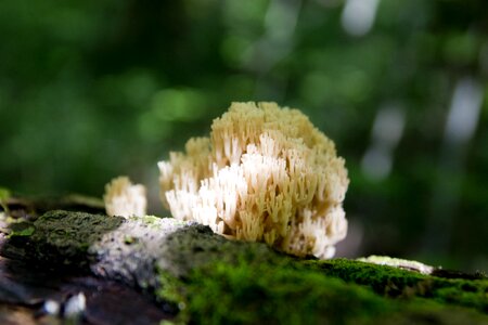 Mushroom wild tree photo