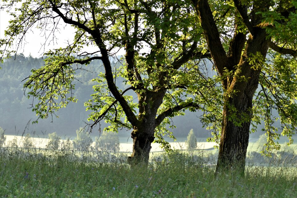 Field nature leaves photo