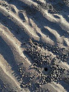 Hai bian sand beach small crabs photo