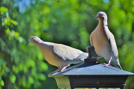 Nature city pigeon poultry photo