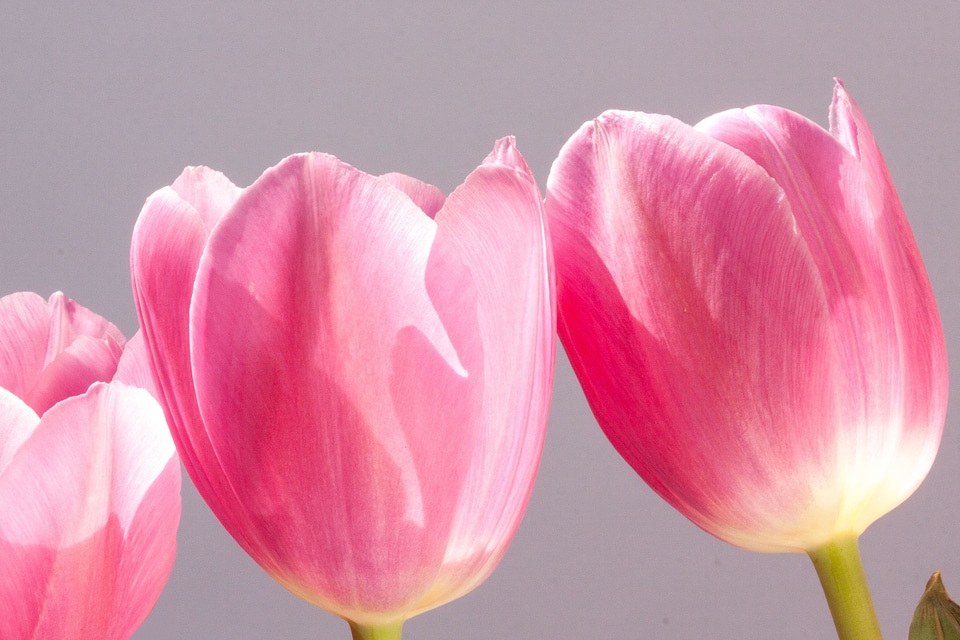 Nature flowers tulips