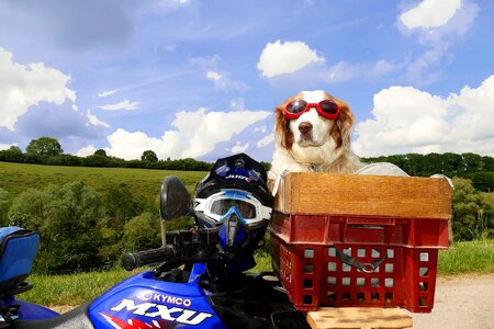 Dog nature motorcycle