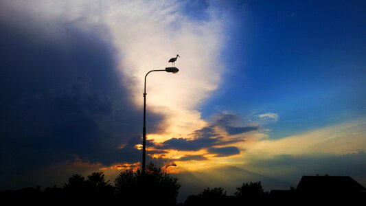 Sunset stork photo