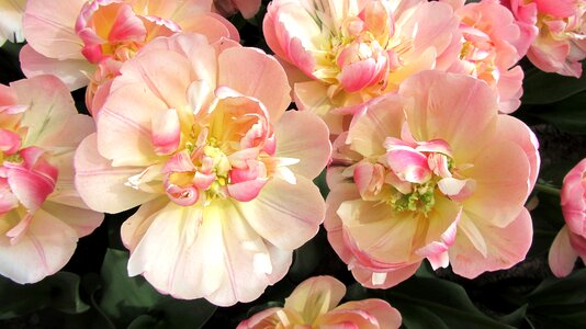 Bulbs bulb keukenhof