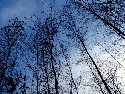 Sky tree cloudy day photo