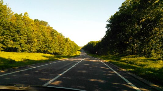 Asphalt trees green photo