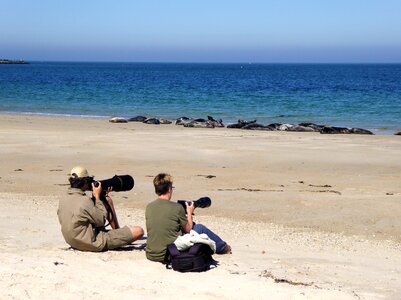 Photographer nature grey seals