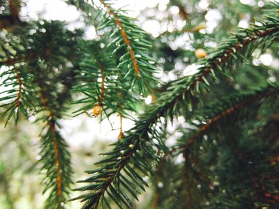 Branch conifer needles photo