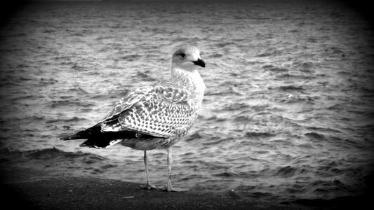 Sea the coast maybe the baltic states