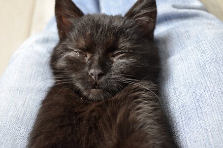 Face cat cat baby