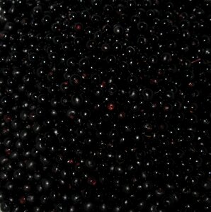 Fruits elderberries garden