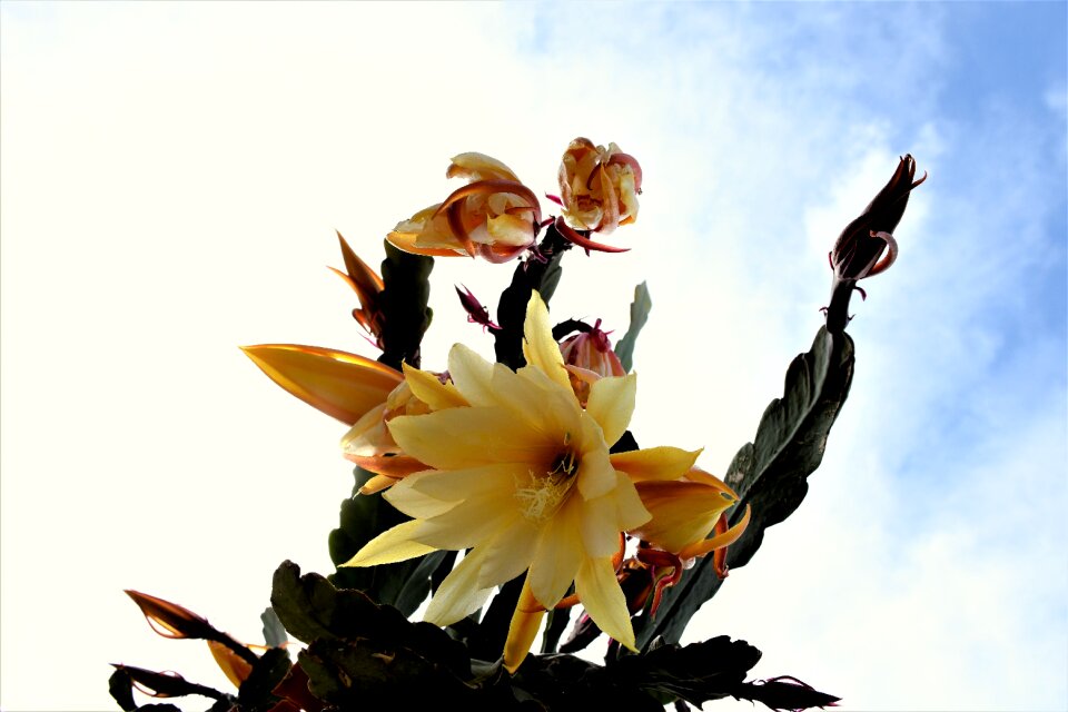 Bloom flowers cactus flower