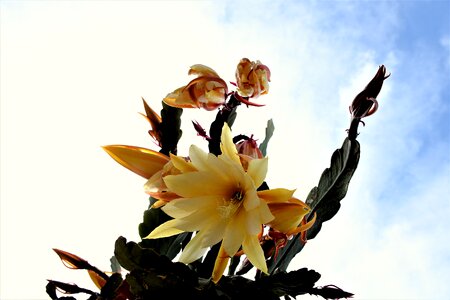 Bloom flowers cactus flower
