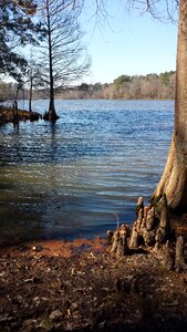 Roots shoreline shallow