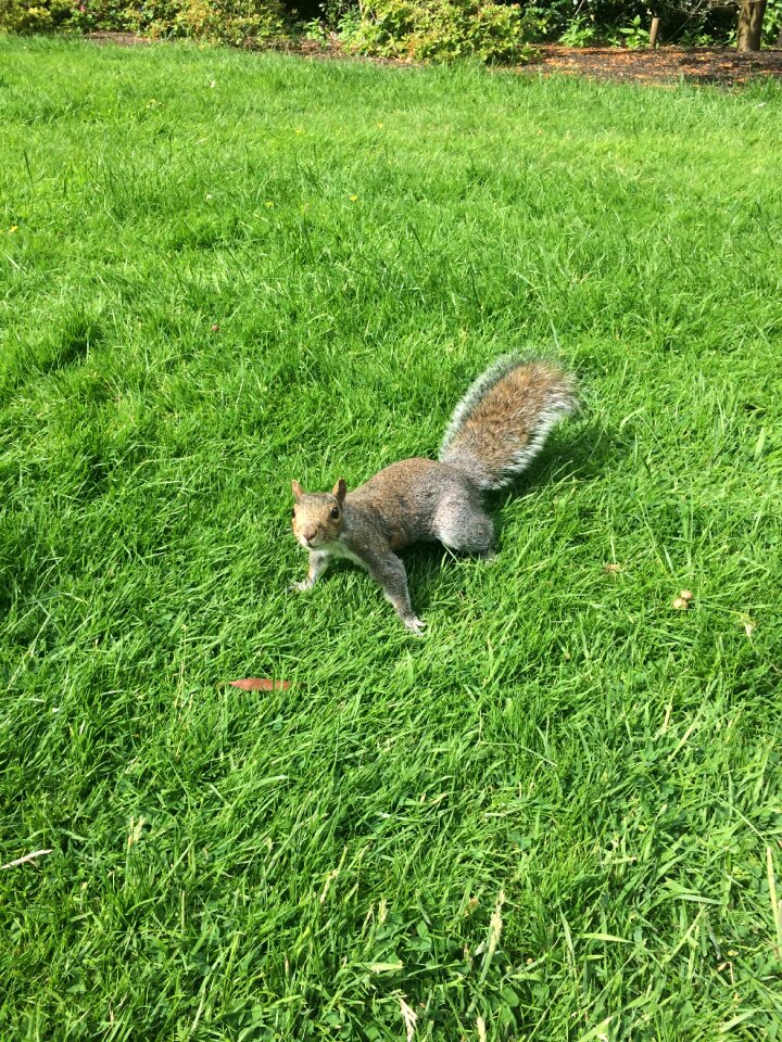 Animal mammal