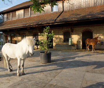 White horse nature horse head photo