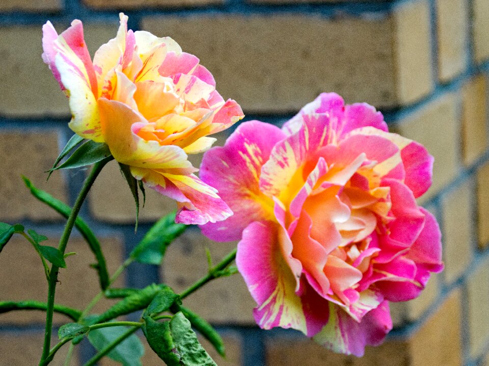 Delbard flowers red
