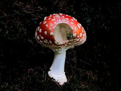Mushroom white dots autumn