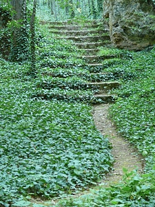Nature ivy vegetation