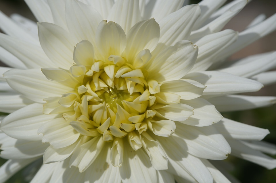 Bloom flower dahlia garden
