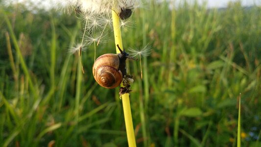 Mollusk macro dandelion