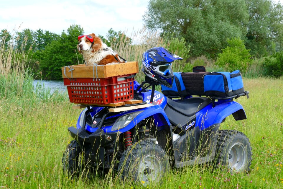 Dog nature motorcycle
