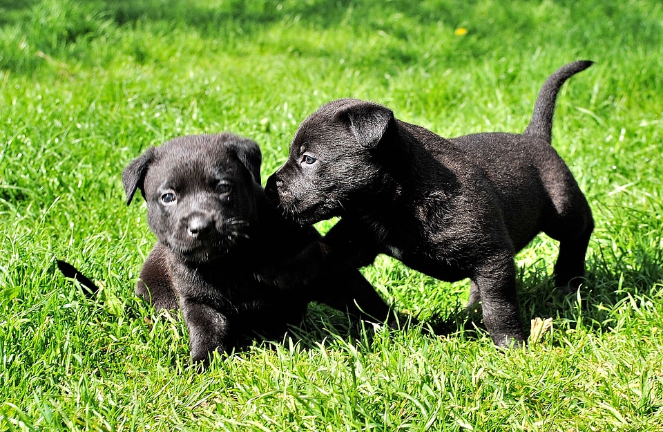 Awakened small dog puppies