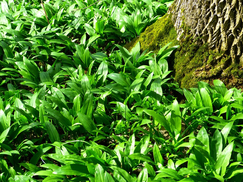Allium ursinum garlic spinach wild garlic
