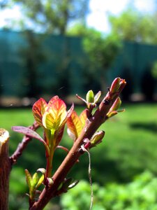 Cherry spider web garden