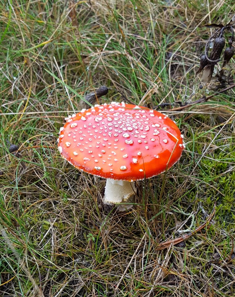 Mushroom toxic rarely