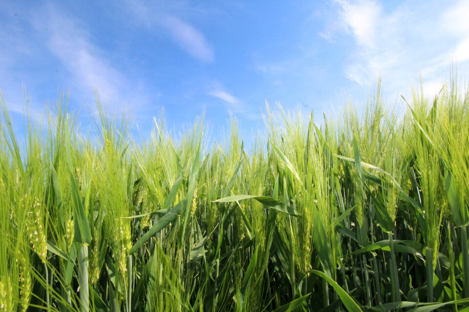Field nature cornfield