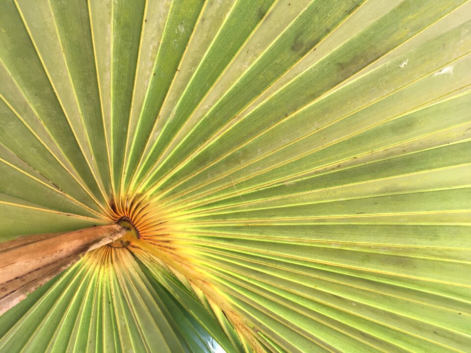 Hawaii branch decoration