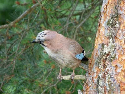 Birds wet pine