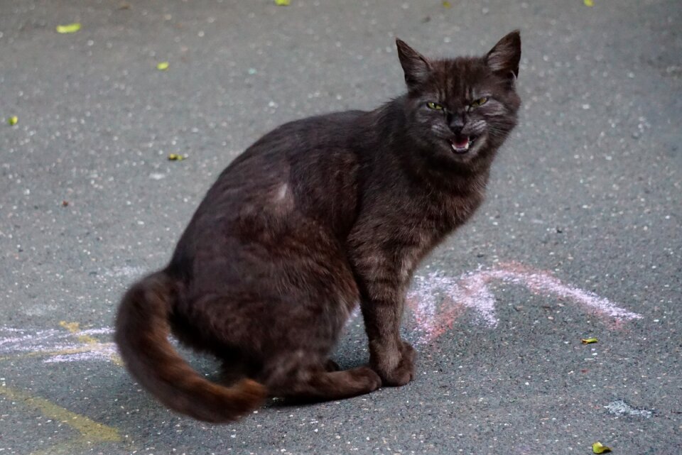 Cat hiss domestic cat