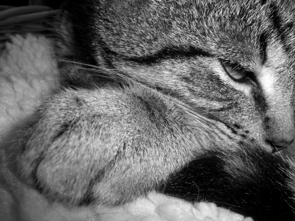 Black white feline
