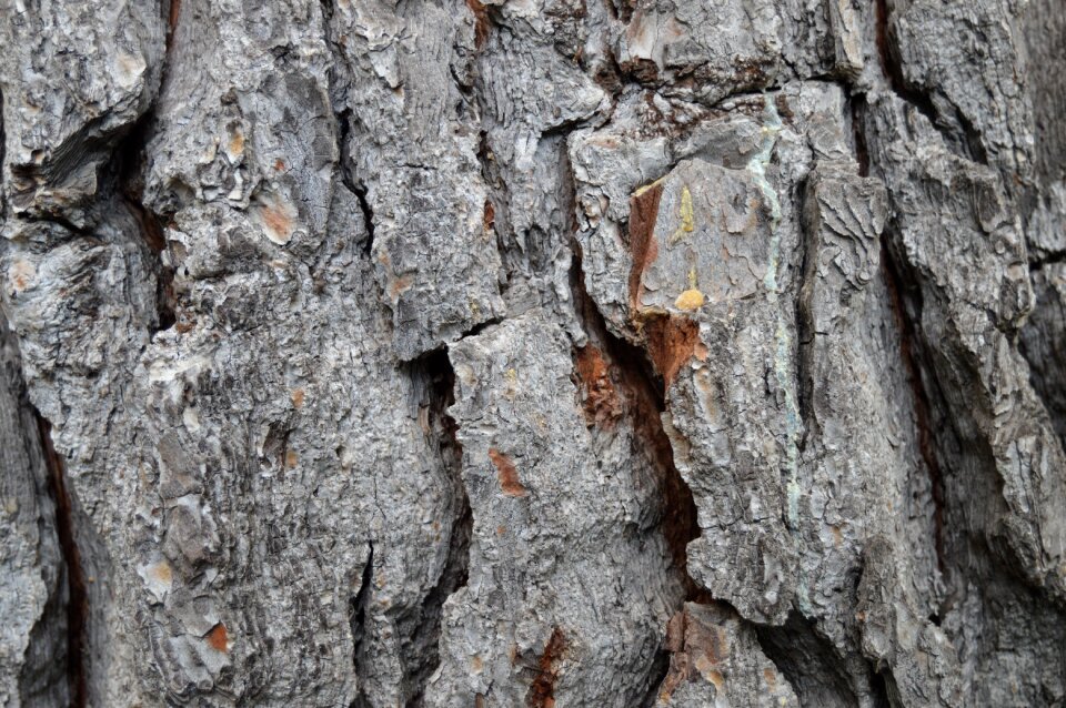 Texture pine tree