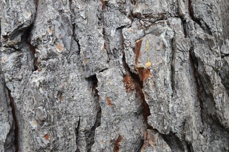 Texture pine tree photo
