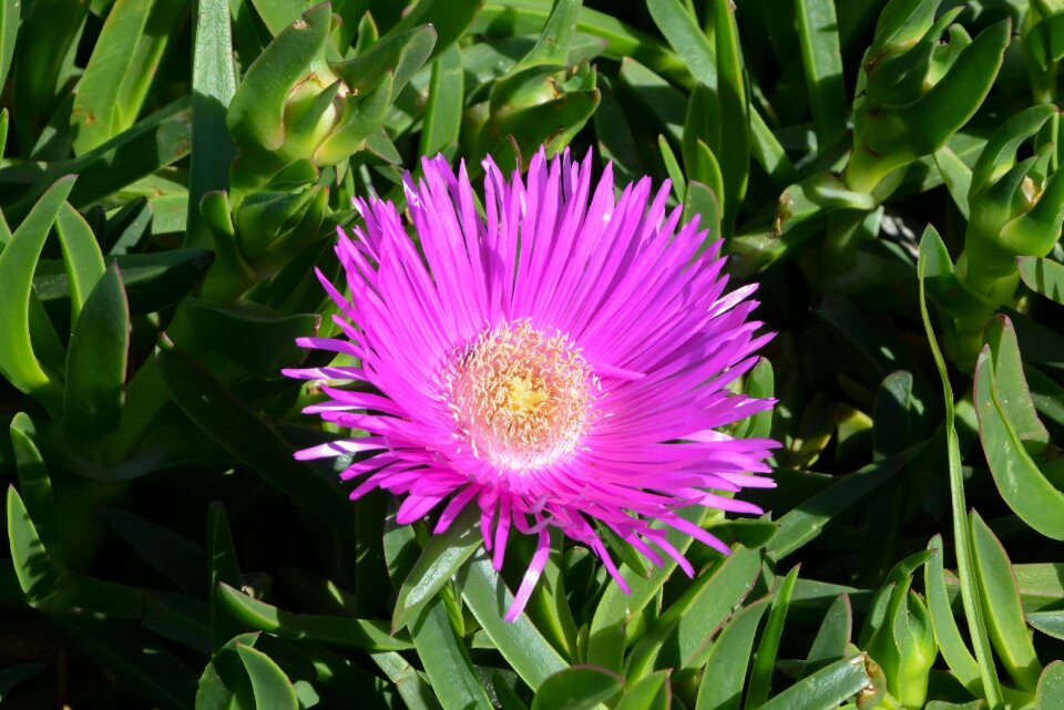 Nature pink flowers color