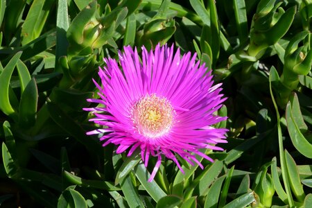 Nature pink flowers color